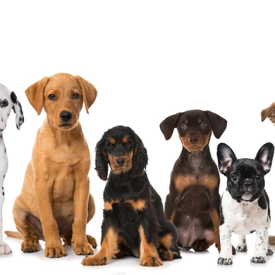 Hunde © fotolia / Dora Zett